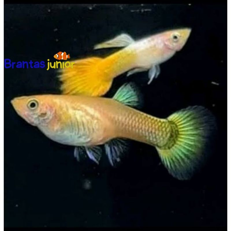 yellow micarif guppy sepasang siap breed gepi