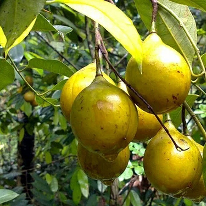 PROMO BUAH PALA 1KG SEGAR