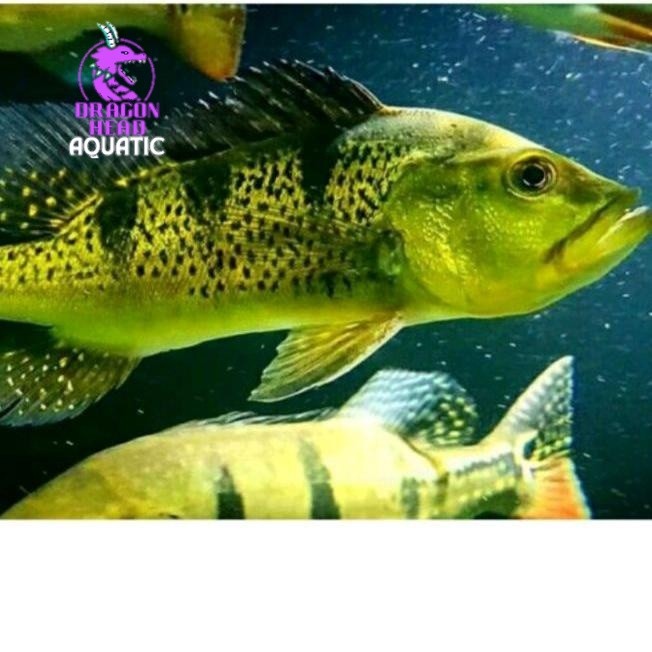 ikan pbass kelberi bahia Sz 7-9 cm  pbass kalberi bahia