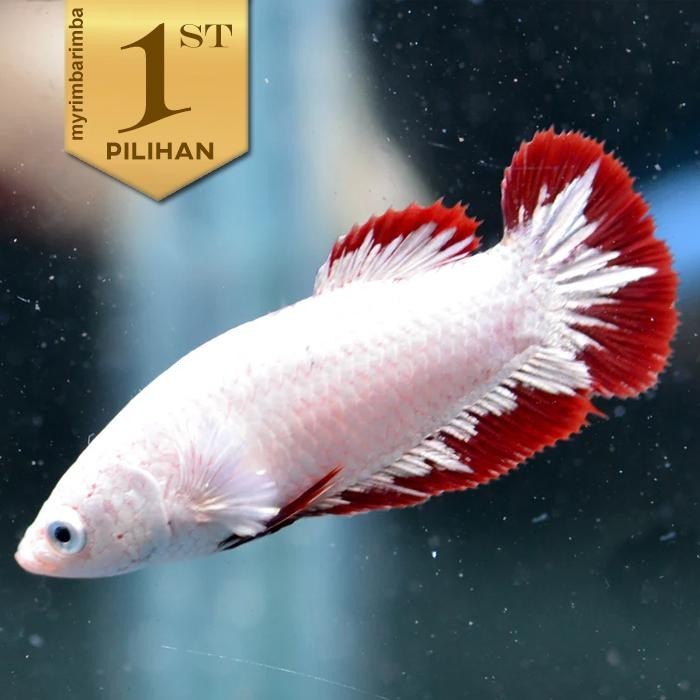 Hiasan Hiasan PREMIUM Cupang Betina Red Dragon Hias Aquascape Hiasan Aquarium Tanaman