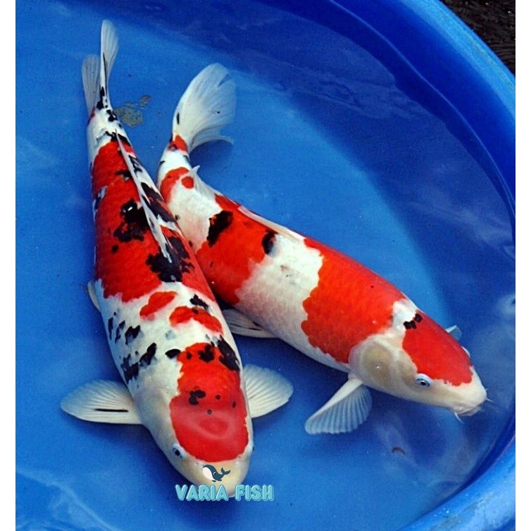 Ikan koi blitar size 10-12cm bergaransi