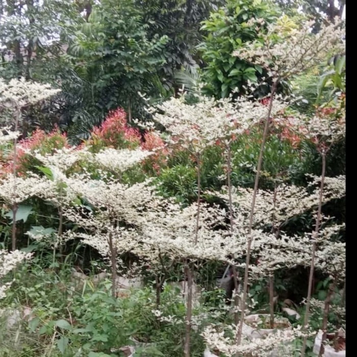 Pohon Ketapang Kencana Varigata 1 meter