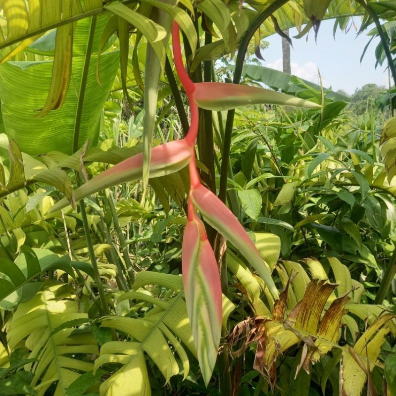 TANAMAN HIAS HELICONIA PINK PERFECT ( Sexy Pink)