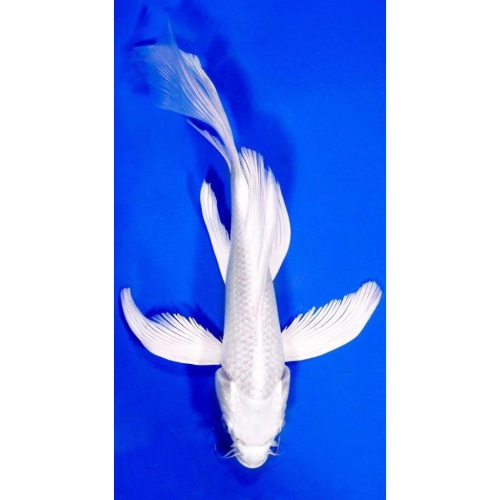 H Hiasan Koi Platinum Slayer Kumpay 25-30cm