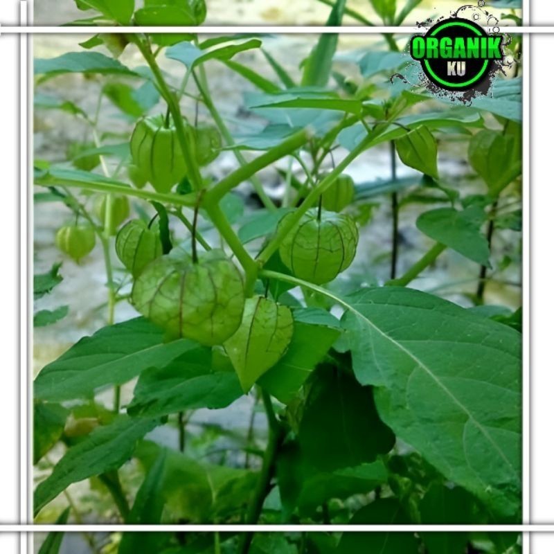 

ciplukan/cecendet akar,batang,daun,buah 500 gram ak