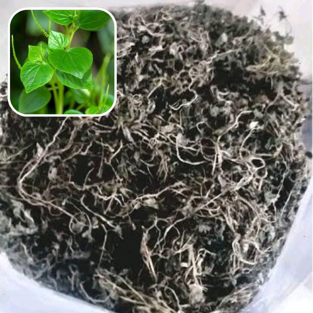 

Daun Sirih Cina/Ketumpang Air Kering Asli 250 Gram Herbal Alami