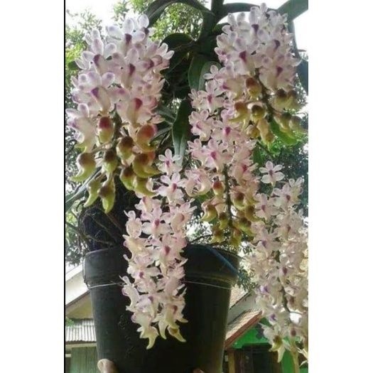 TANAMAN HIAS ANGGREK KUKU MACAN anggrek kuku macan (airides odorata) Bunga hias kuku macan