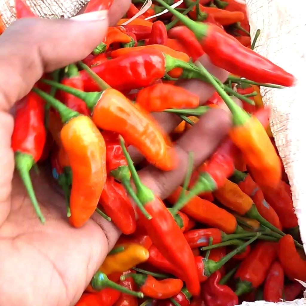 

Paket CABE RAWIT(kaliber) MERAH SEGAR ORI 1 KG HARGA LANGSUNG PETANI