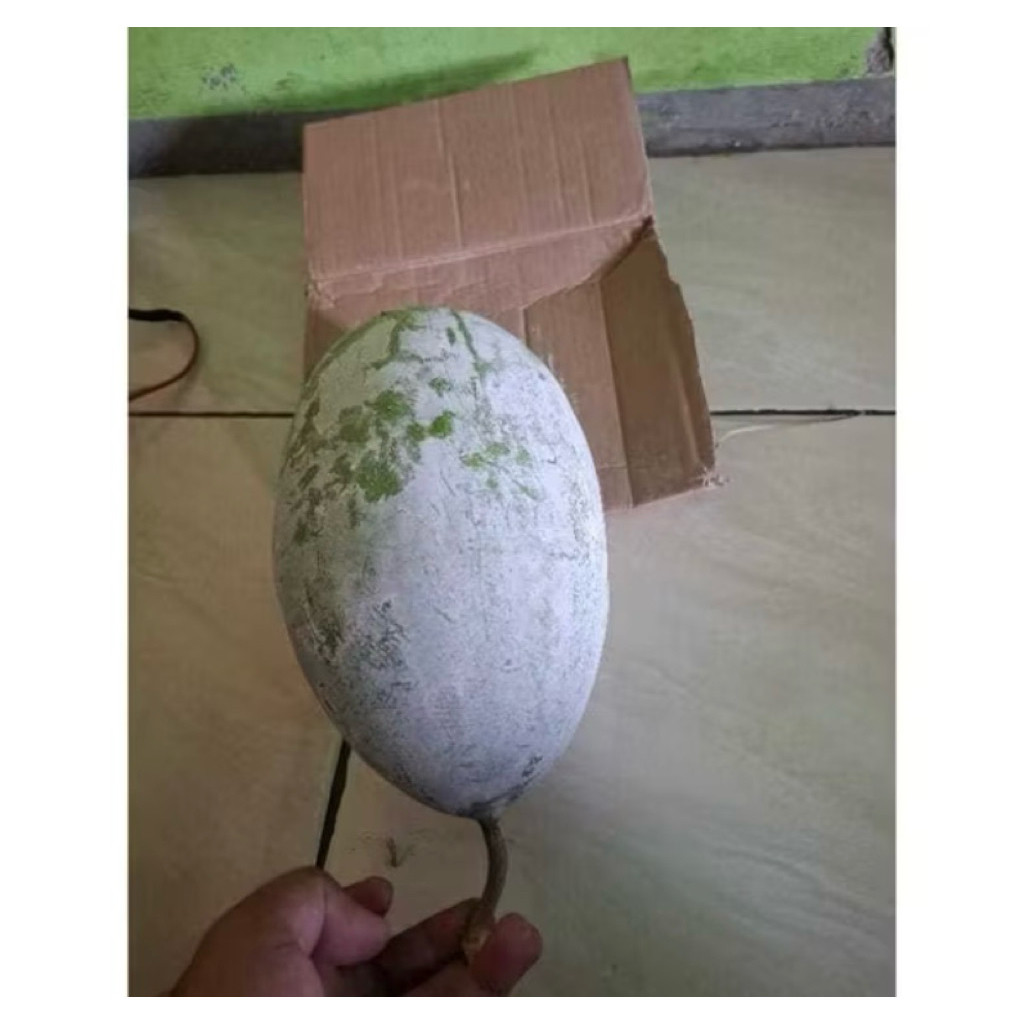 

buah bligo tua super besar 2-2,5kg