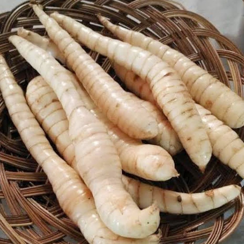 

Umbi Garut 1 Kilogram | Berkhasiat