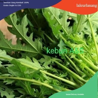 

DAUN PEPAYA, daun pepaya muda sayur segar murmer @ahmadanggrek