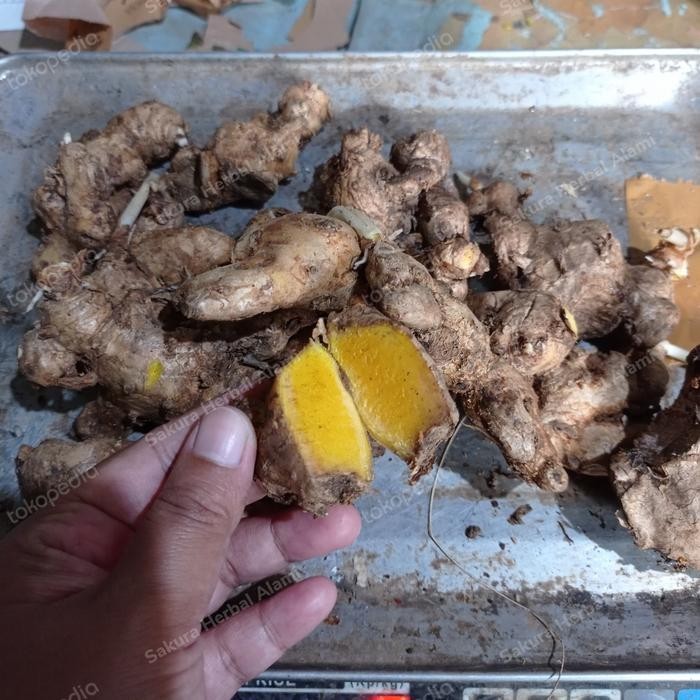 

promo bangle atau panglai segar 500gram ready