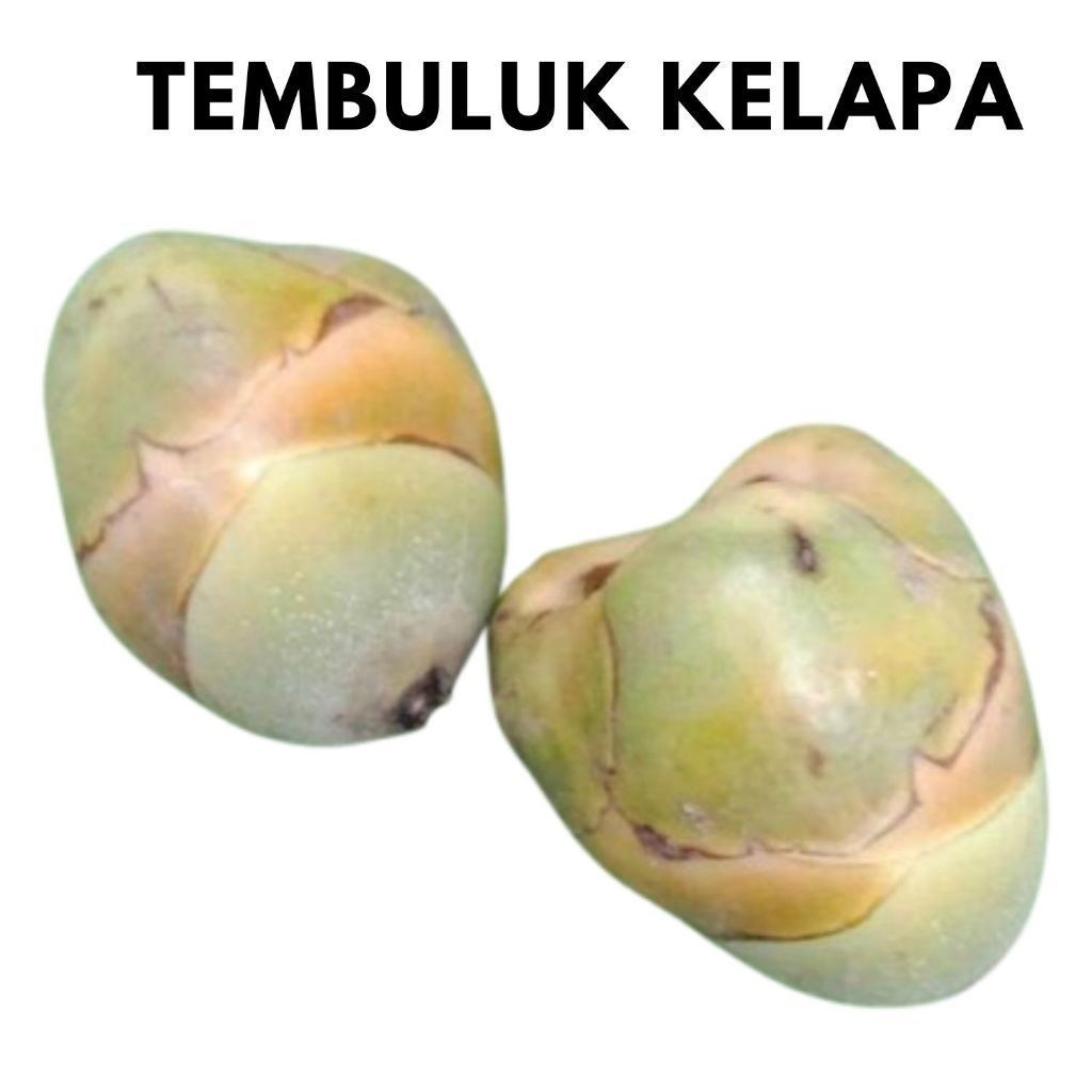 

Beluluk kelapa - Tembuluk kelapa kecil isi 10 biji untuk obat herbal