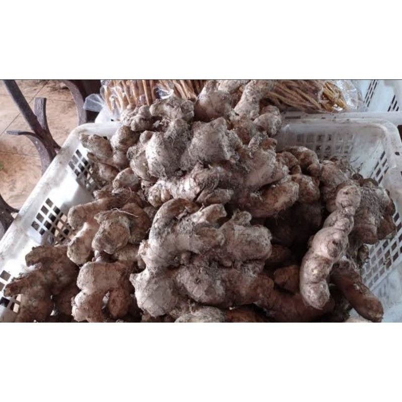 

Jahe Merah Segar Murah Bandung