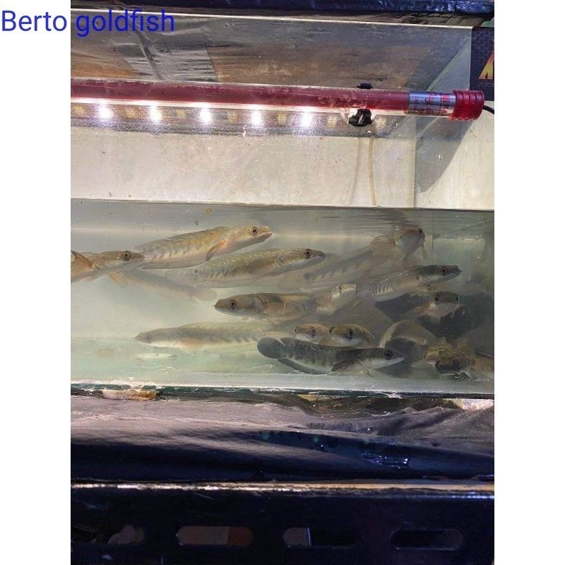 promo gacor Hiasan akuarium (garansi D.O.A)yellow sentarum /Maru Yellow sentarum mata merah atau ika