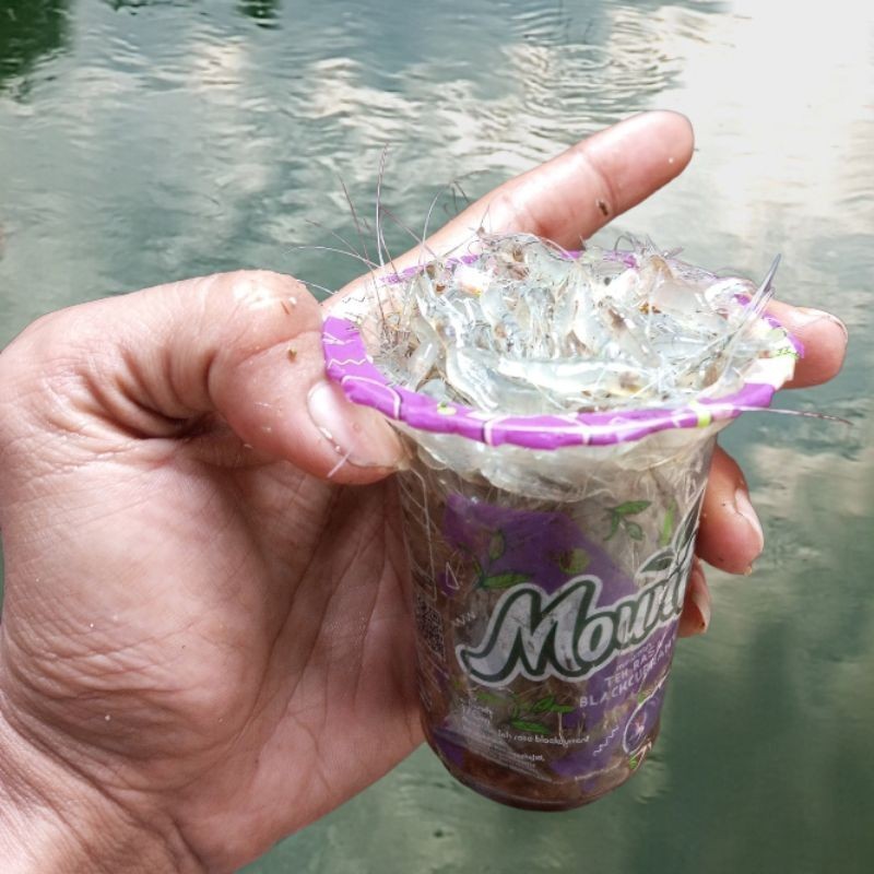 udang sawah hidup pakan ikan predator