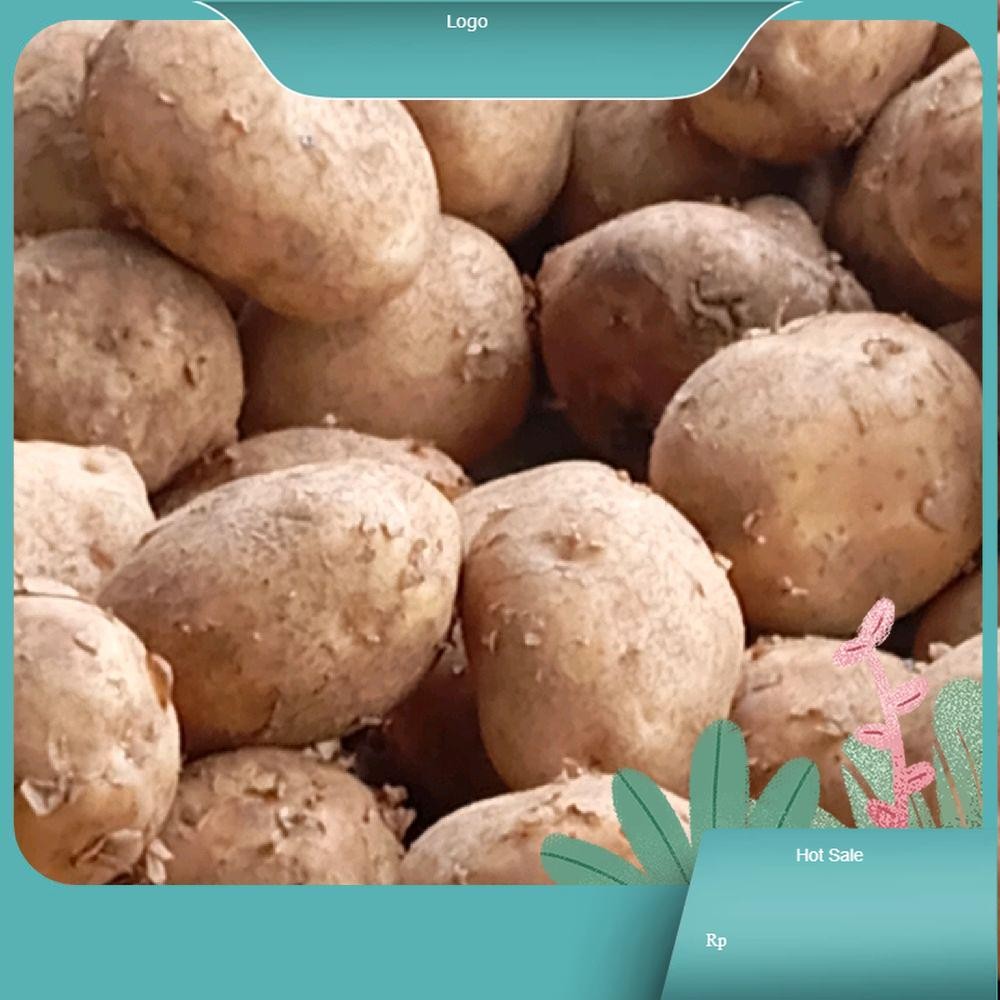 

kentang kuning sedang asli dari gunung Potato fresh