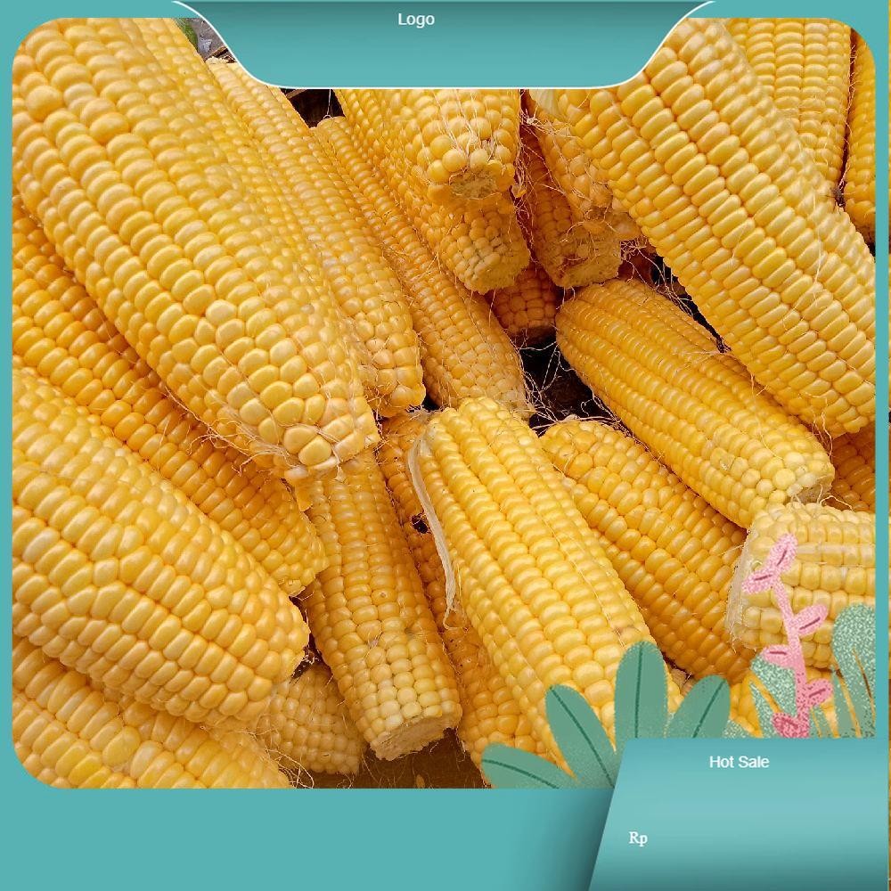 

Jagung Manis Paragon Segar Dadakan - Rasa Manis Khas Masakan Bahan