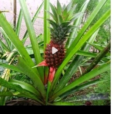 

New Daun nanas sgar 500 gr