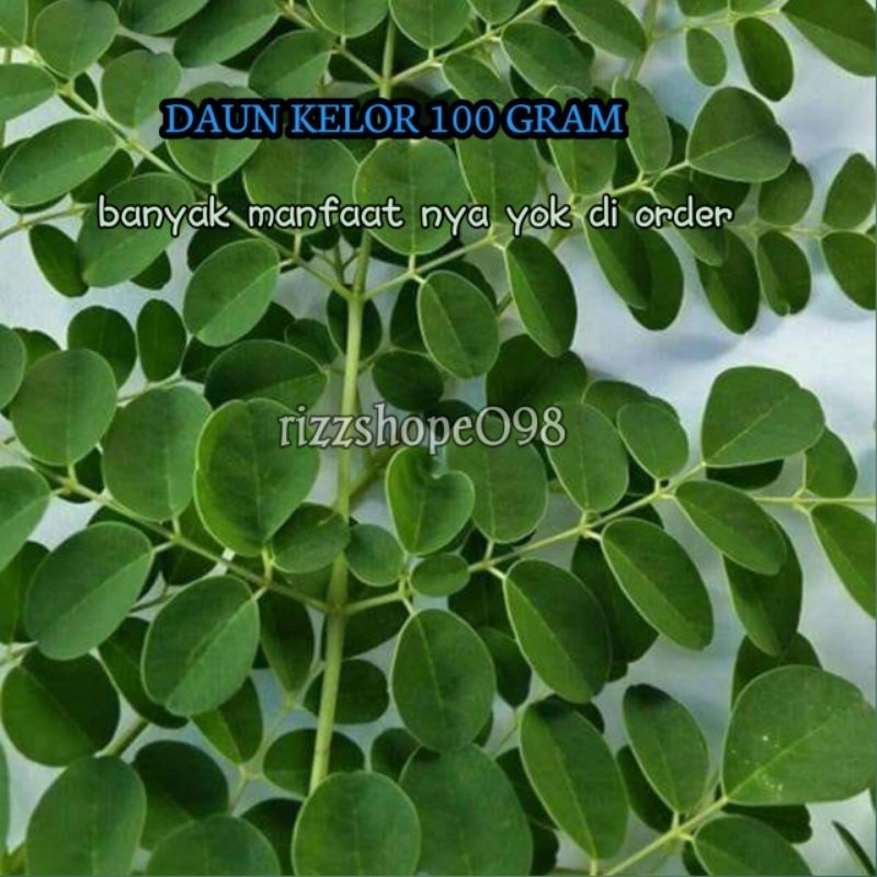 

daun kelor segar presh lnangsung di petik dari pohon nya 100 gram