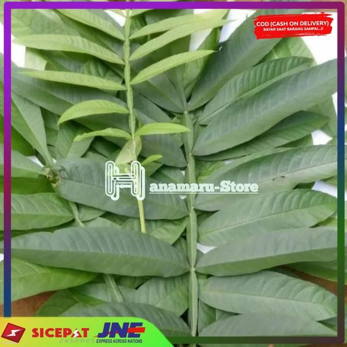 

Herbal Daun Sungkai Segar/250gram