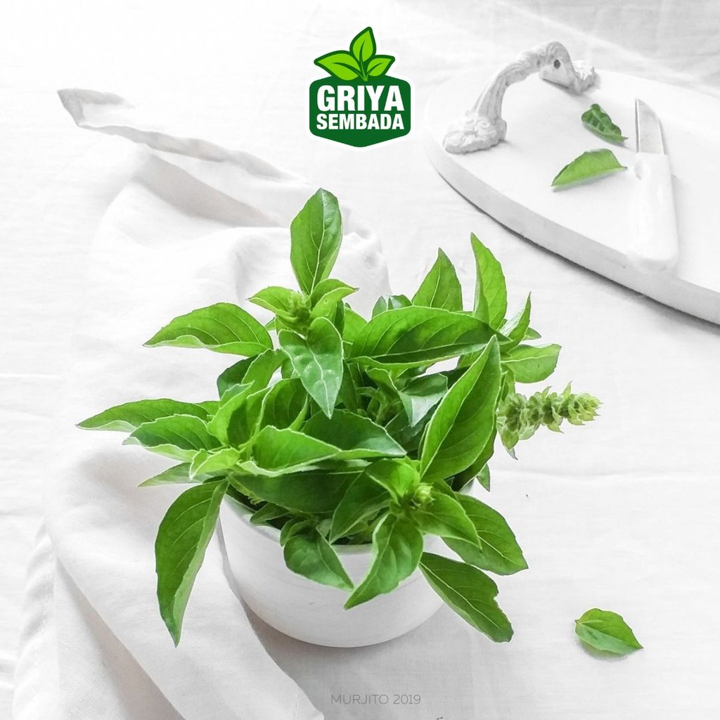 

kemangi segar 100 gr