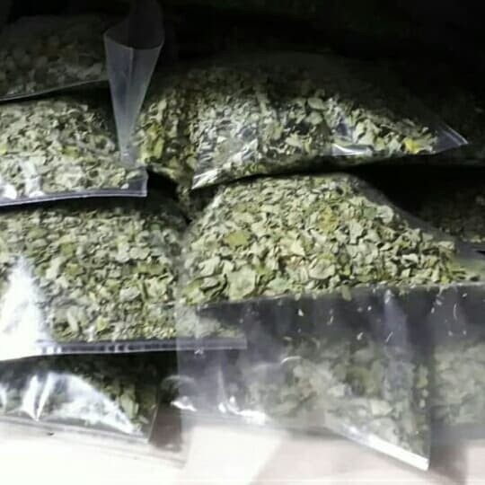 

herbal daun kelor kering - obat herbal alami berjuta khasiat