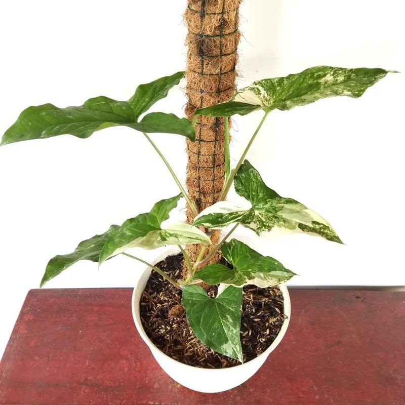 BISA COD Syngonium albo varigata - syngonium varigata albo