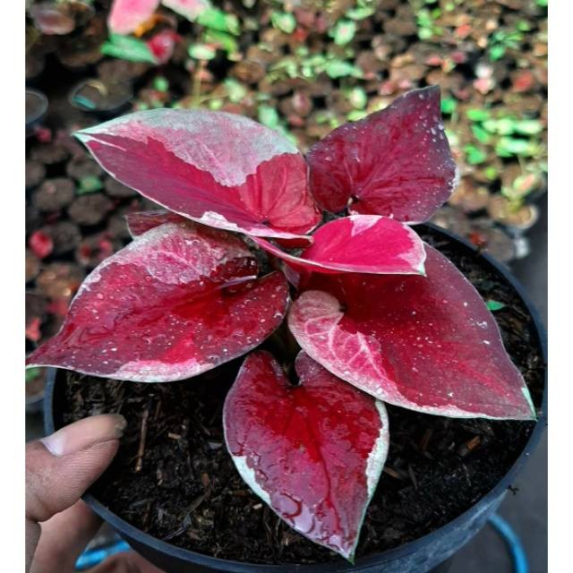Tanaman Hias Keladi Dwi Warna / Tanaman Hias Anakan Keladi Dwi Warna Murah / Bunga Hidup / Bunga Hia