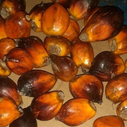 

Buah sawit sgar 1000 gr umpan pancing'.