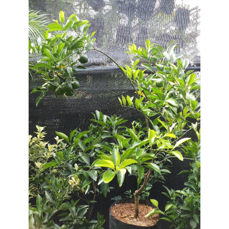 

Jeruk Nipis. Jeruk Limau. Jeruk purut sdh besar. berbuah/siap berbuah