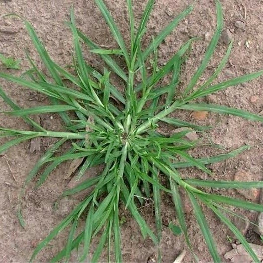 

New Promo Rumput Belulang segar - Jampang fresh A.S S.SP