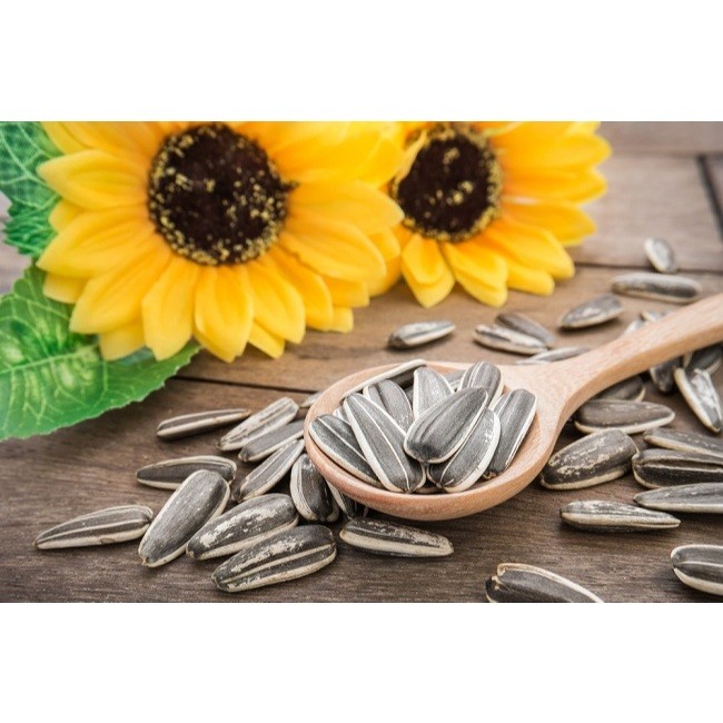 

REBO Kuaci Biji Bunga Matahari 1 KG - Sunflower Seed Variasi Rasa Original dan Manis Milk