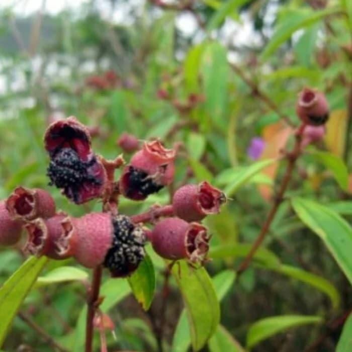 

buah senggani atau harendong ready stok siap kirim