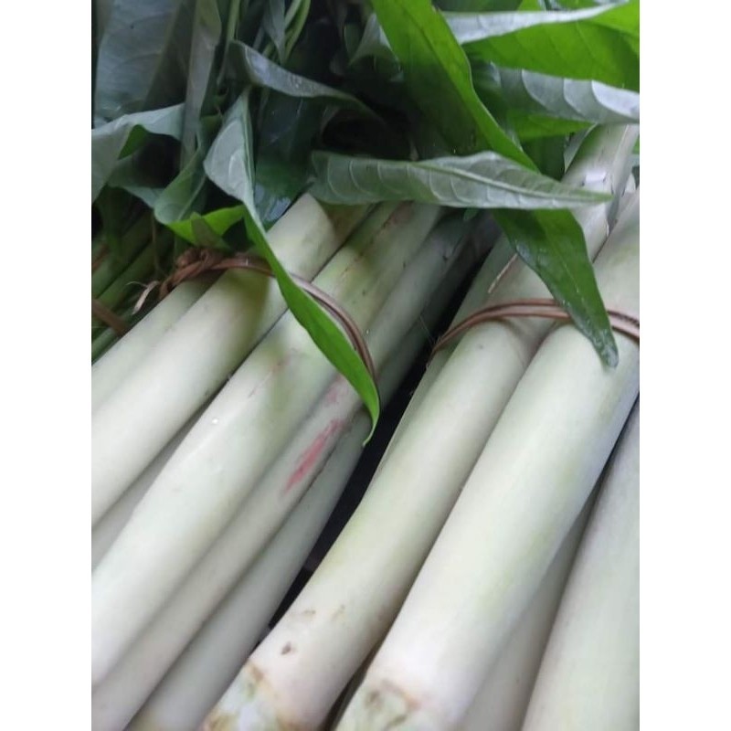 

Redy Turubuk sgar 1 ikat Turubuk sayur .