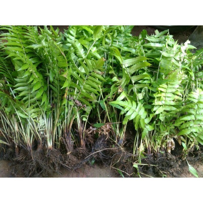 

silahkan COD bibit tanaman pakis sayur per 1 bibit Terlaris .