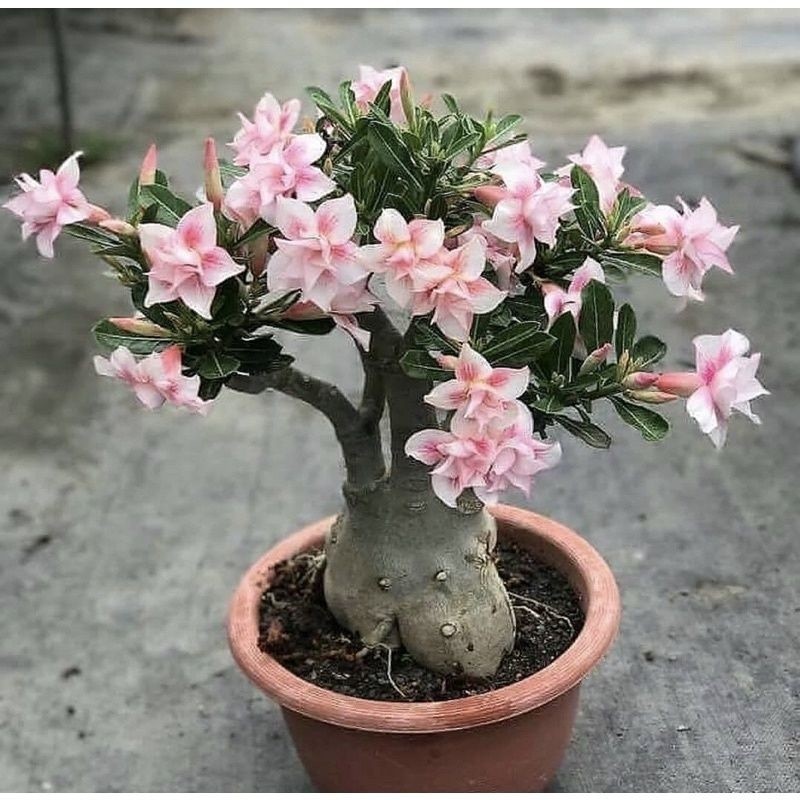 ( TERMURAH) Adenium Bonggol Besar Bunga Pink - Tanaman hias- Bunga adenium Bonggol besar- Bunga Hidu