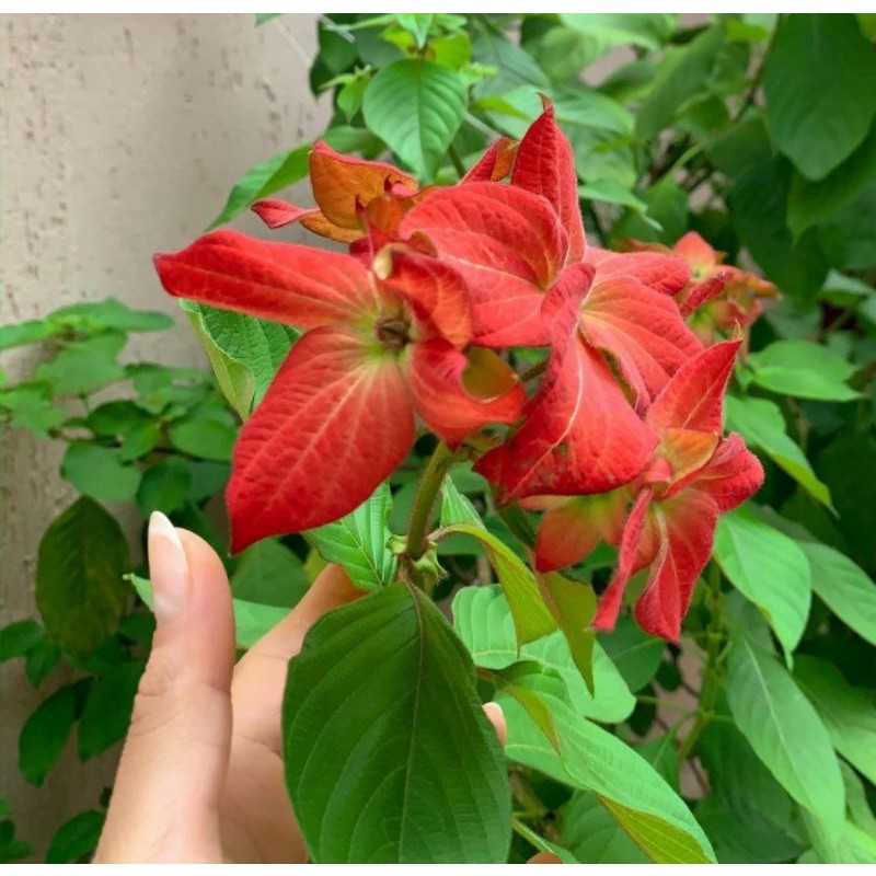 Nusa indah merah - Tanaman bunga nusa indah merah - bibit bunga nusa indah merah