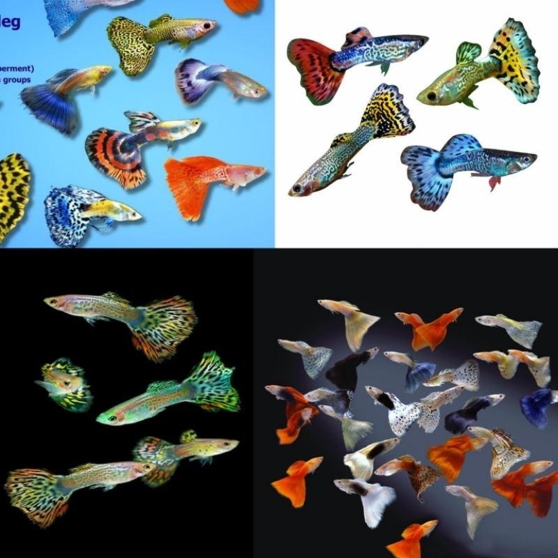 Paket Ikan Hias Guppy Jantan Random Ikan Hias Air Tawar Aquarium Aquascape