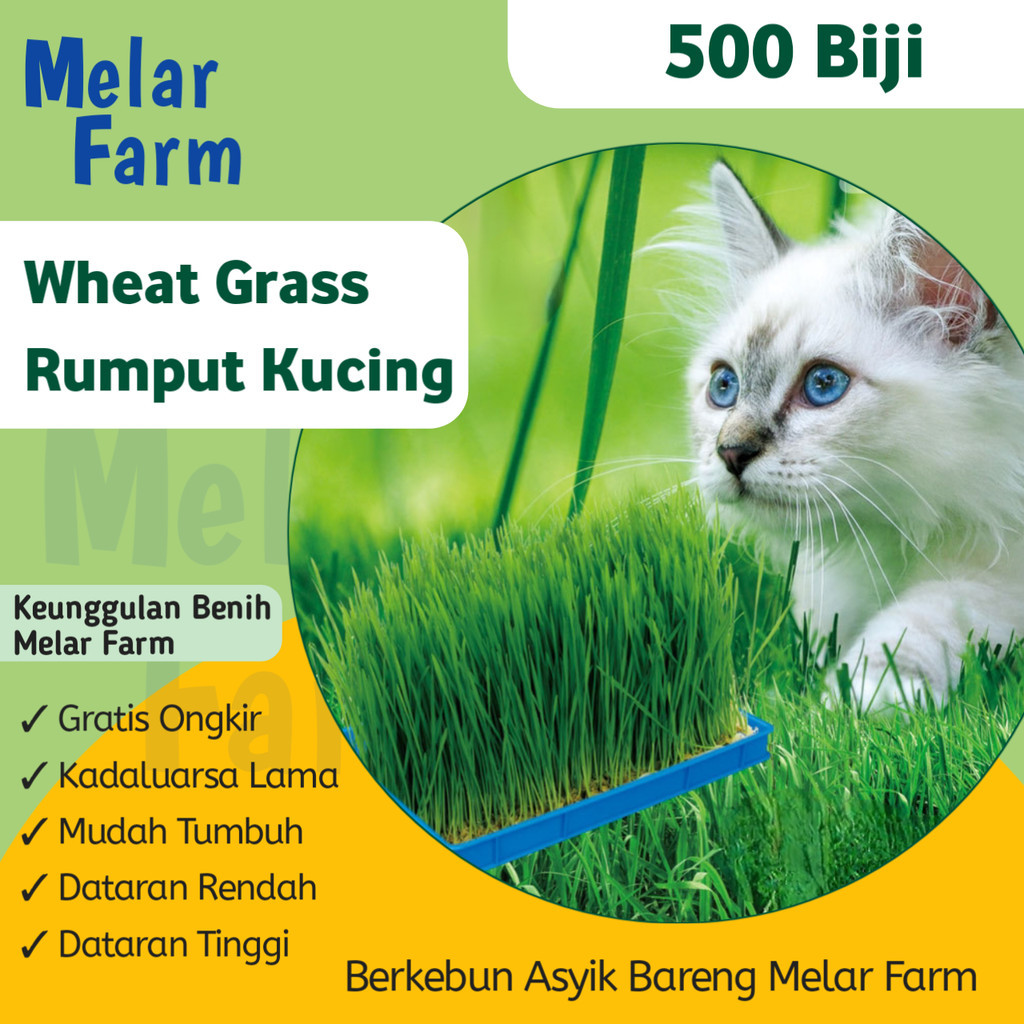 Melar Farm - 500 Bibit Wheatgrass Kucing Microgreen Unggul