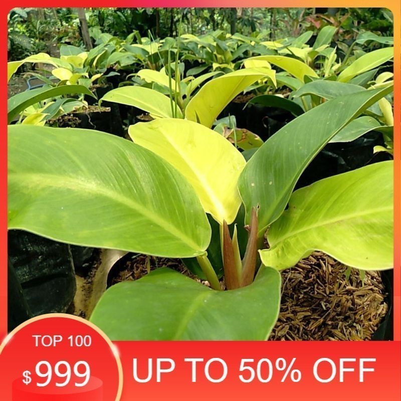 aglonema Tanaman Hias Bunga Pillo Lemon / pillo Monligh murah mewah