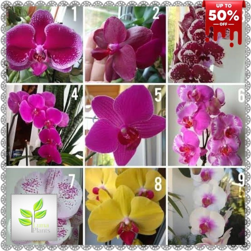 ( BISA COD ) Bunga Anggrek Bulan Tanaman Hias Anggrek Bulan Dewasa Varian Warna Bunga Hias Anggrek B