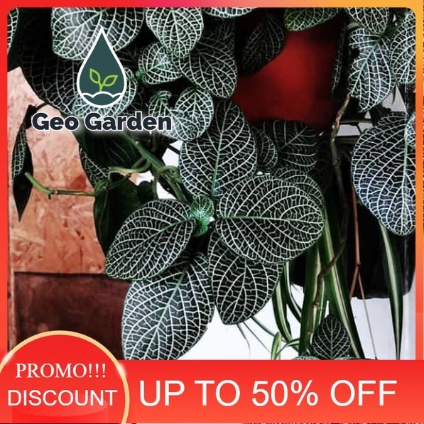 tanaman hias gantung episcia mutiara - fittonia hijau silver -