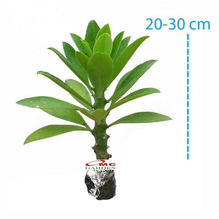 Bibit Pohon Euphorbia Neriifolia Kaktus Sukulen Tanaman Sudu Sudu 2030