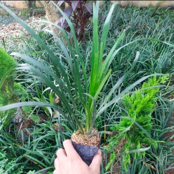 Tanaman hias jaburan hijau - Tanaman Alang Alang hijau jaburan vitatus