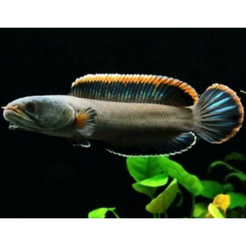 LIMBATA WC ZISE 10-15 CM single tank mangap mangap (bisa cod)