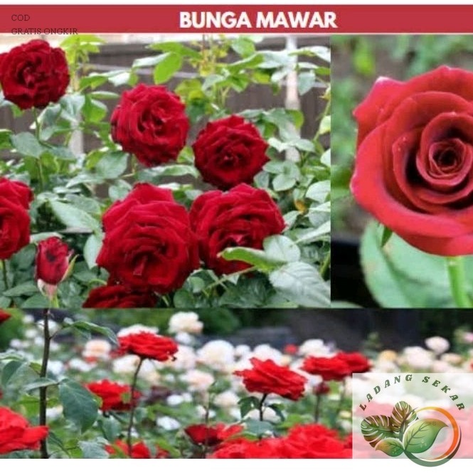 PROMO Bunga Mawar Jepang / Baby rose / Mawar Rambat Mawar wangi