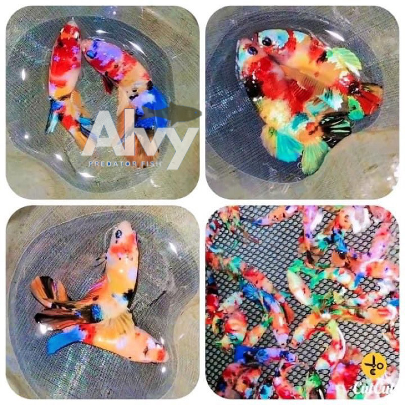 Hiyasan akuarium Cupang pk Multicolor galaxy 1 pair bigsale