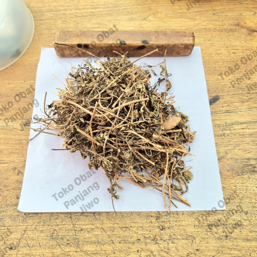 

DAUN KUMIS KUCING KERING - Orthosiphon Aristatus - Kesehatan Ginjal, Kandung Kemih & Empedu