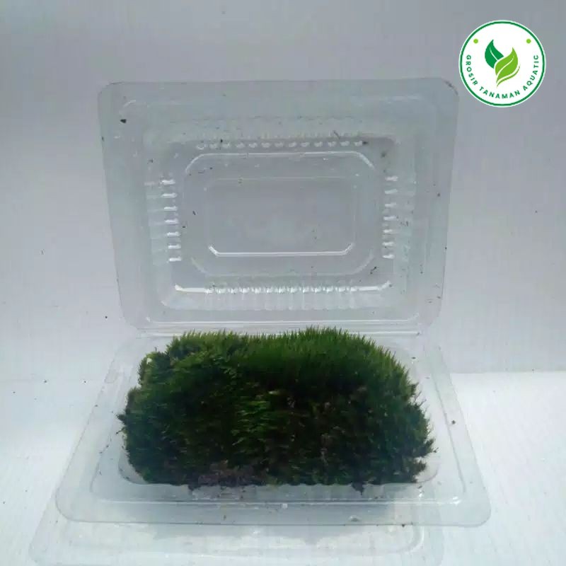 Star Moss Paludarium Tanaman Moss Darat